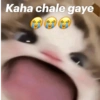 Meow Memes 😾 23