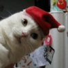 😻Gatitos Navideños🎄 24