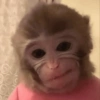 Macaco 11