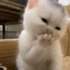 Cat meme 3 8