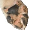 Bruce Wayne Dog 20