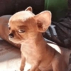 Cachorrinhos fofos/caóticos 6