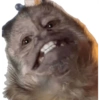 MIQUITOS 6