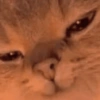 Gatos em alta 15