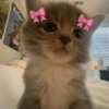 Gatitos 🎀 6
