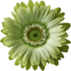 Flower  19