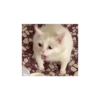 Meme kucing  25
