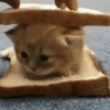 🐈GATO-s MEME-s🌐 19