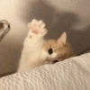 Gatitos 💗 7