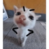 Cat meme 20