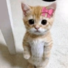 Gatos shit 🐈‍⬛❤️ 15