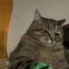 Gatos 14