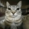 Gatos 9