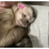 Pequeñita dulce