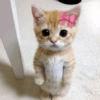 Gatitos 🎀 5