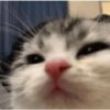 Memes gatos 😹 6