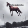 Memes Sin Sentido 3🥴🫧  15