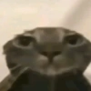 Gatos 6