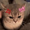 Gatos  5