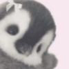 Pingüino cute🐧 20