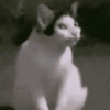 Kucing kata 9