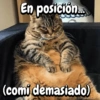 Gatitos para el chat🐾💬🐈🐈‍⬛ 9