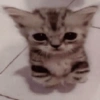 Gatitos. | @ocenferios  Haki. 9