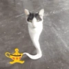 Gatitos😅 10