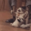 🌈🐈‍⬛✨️Gatos Funny Mood✨️🐈‍⬛🌈 17