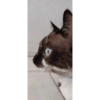 Te observamos 👀 animal mirando 7