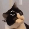 Gatos 10