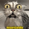 Gatos em alta 14