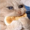 Meow Memes 😾 27