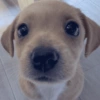 Cachorrinhos fofos/caóticos 7