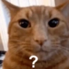 Gatos 21