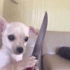 REAÇÕES DE ANIMAIS 5
