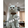 Yukki - kucing tengil pt.1 26