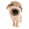 Dog 5