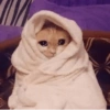 Meow Memes 😾 11
