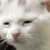 Gatos em alta 5