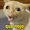 Gatos em alta 12