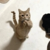 Gatos 5
