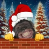 Memes engraçados de natal🎄 21