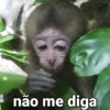 🐒 Macaco Engraçado  20