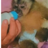Monky moods 9