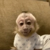 Macaco 13
