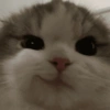 Meme kucing  23