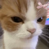 Gatitos. | @ocenferios  Haki. 7