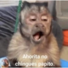 Monos 12