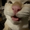Gatitos. | @ocenferios  Haki. 10